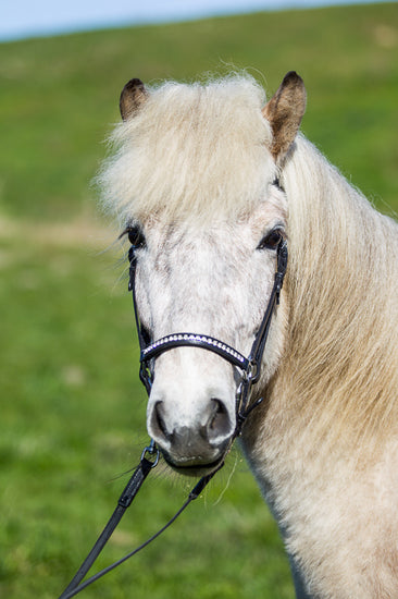 eques-0791_web