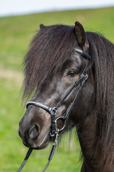 bridle-2_web