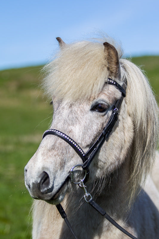 eques-0833_web
