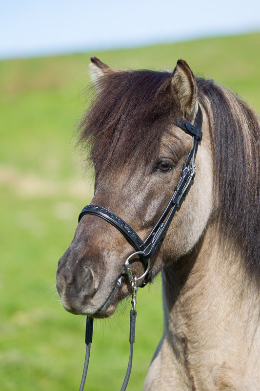 bridle1_web