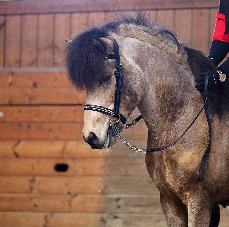 Bridle SoMe3