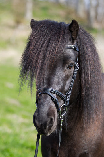 eques-0443_web
