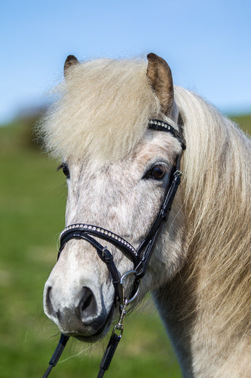 eques-0817_web
