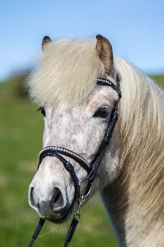 eques-0817_web