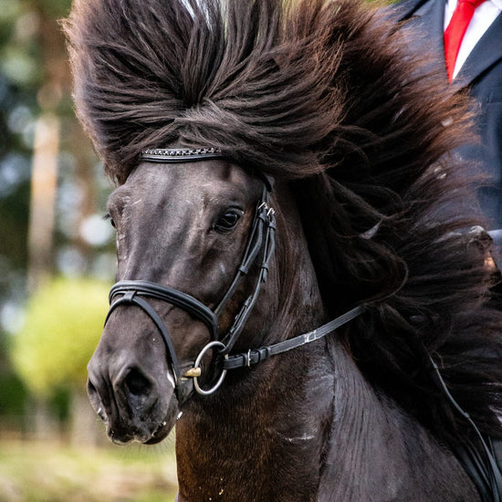 Browband with big black crystals