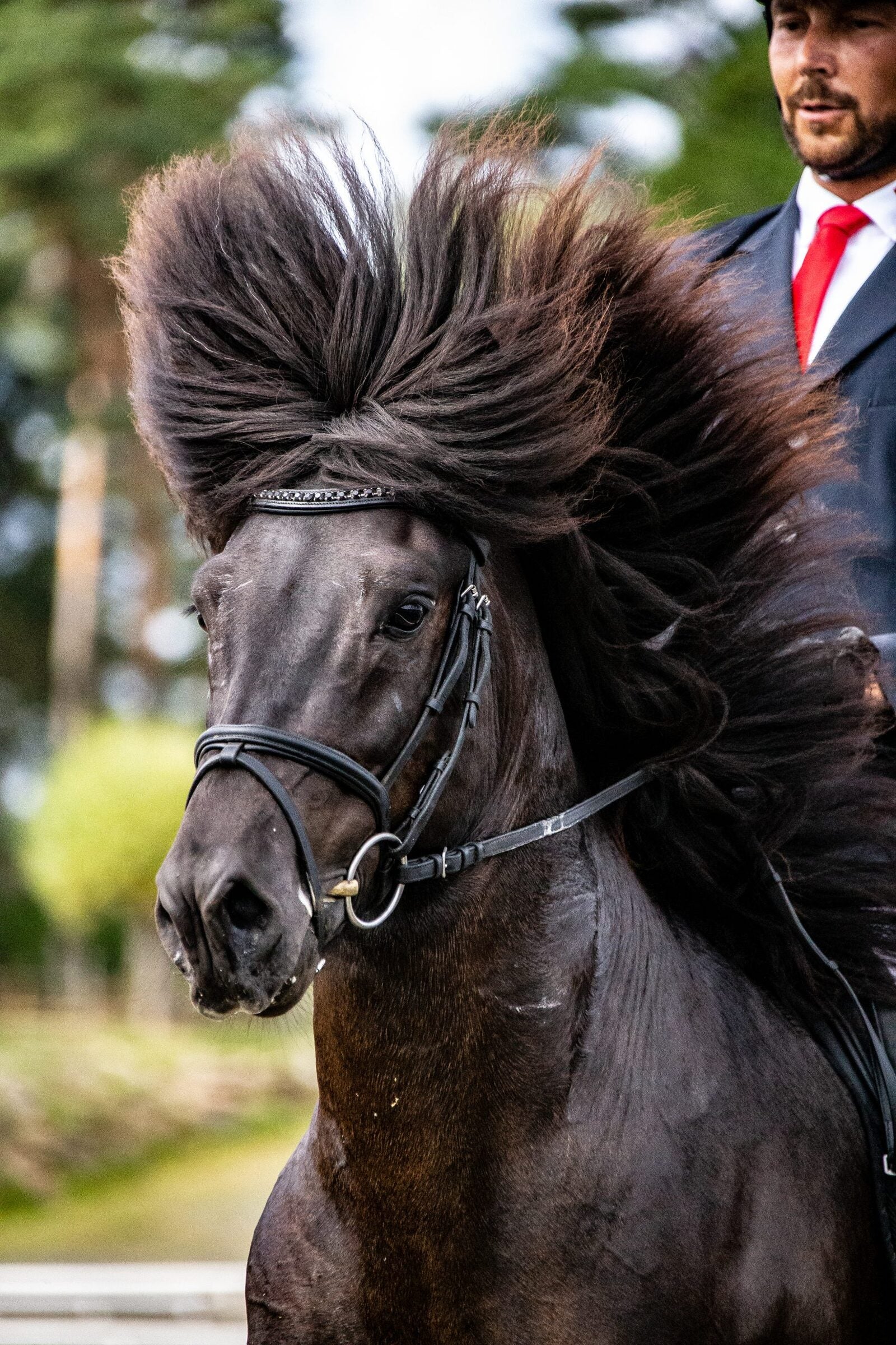 Browband with big black crystals